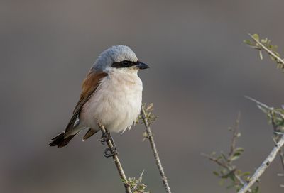 Red backed Shrike