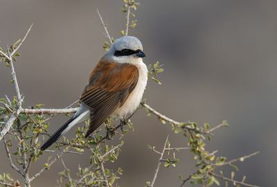Red backed Shrike