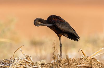 Glossy Ibis