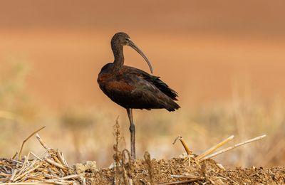 Glossy Ibis