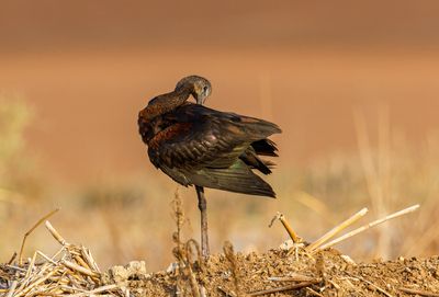 Glossy Ibis