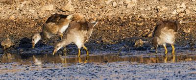 Moorhen