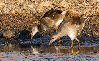 Moorhen
