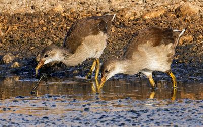 Moorhen