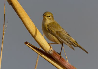 Willow Warbler 