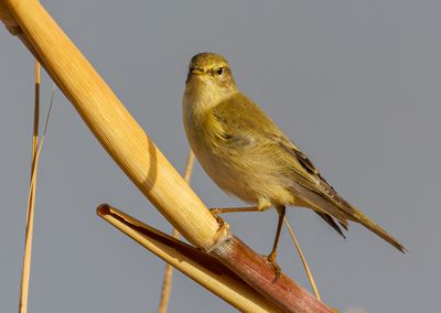Willow Warbler      עלווית אפורה