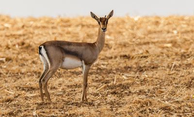 Gazella    צבי ארץ ישראלי