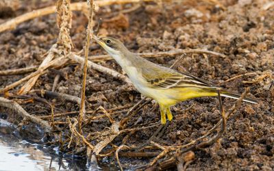 Yellow Wagtail