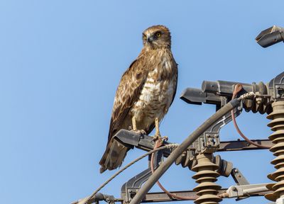 Short Toed Eagle 2024 -2025   חיוויאי 