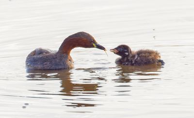 Little Grebe