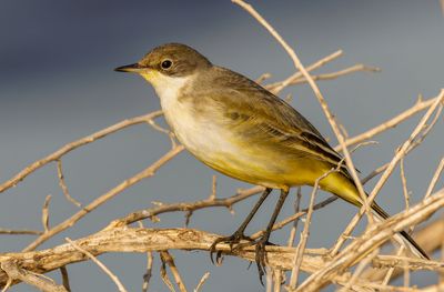 Yellow Wagtail