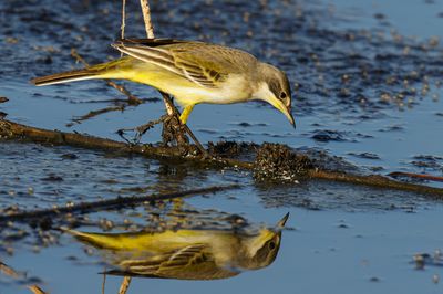 Yellow Wagtail          נחליאלי צהוב