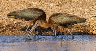 Glossy Ibis