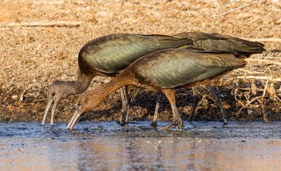 Glossy Ibis   מגלן חום