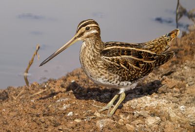 Common Snipe