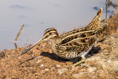 Common Snipe