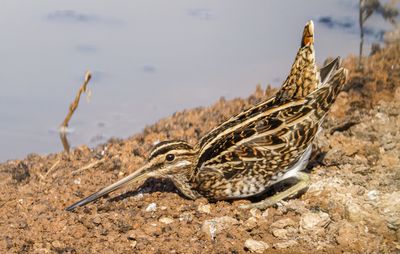 Common Snipe חרטומית ביצות