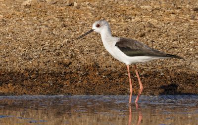 Black-winged stilt
