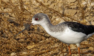 Black-winged stilt             תמירון