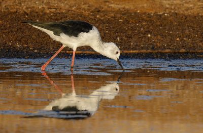 Black-winged stilt