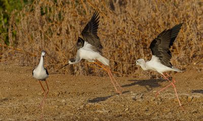 Black-winged stilt