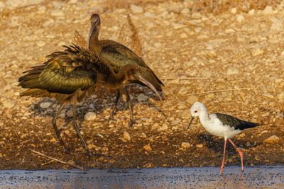 Glossy Ibis   מגלן חום