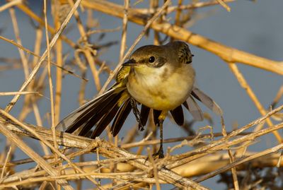 Yellow Wagtail          נחליאלי צהוב