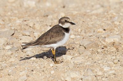 Little ring Plover