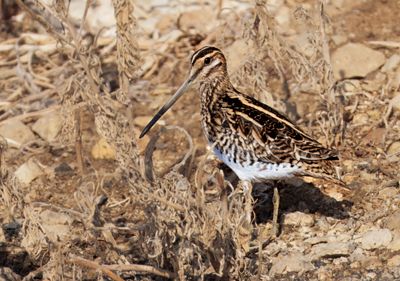 Common Snipe