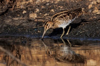 Common Snipe חרטומית ביצות