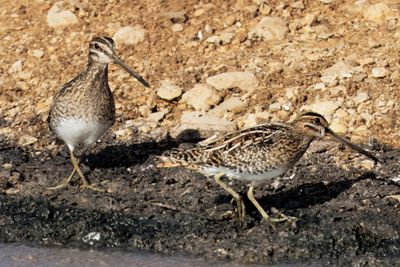 Common Snipe