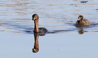 Little Grebe