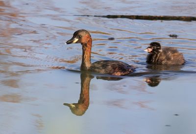 Little Grebe