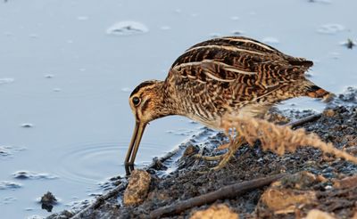 Common Snipe