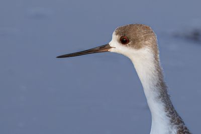 Black-winged stilt             תמירון