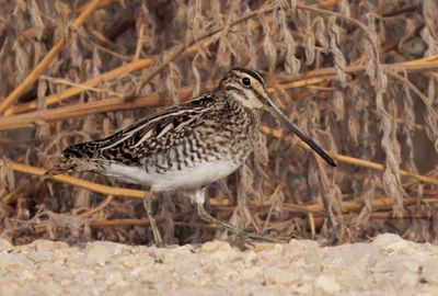 Common Snipe