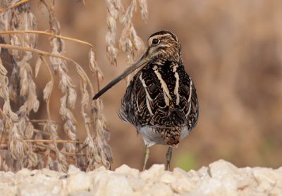Common Snipe
