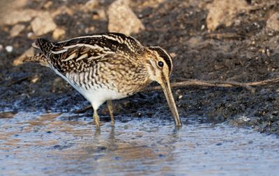 Common Snipe חרטומית ביצות