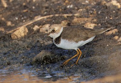 Little ring Plover
