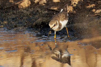 Little ring Plover