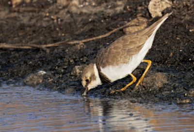 Little ring Plover
