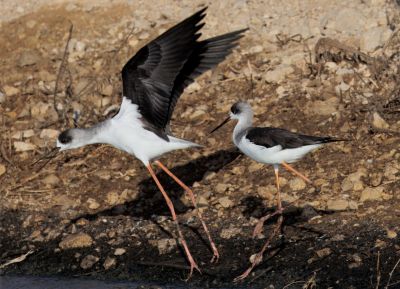 Black-winged stilt             תמירון