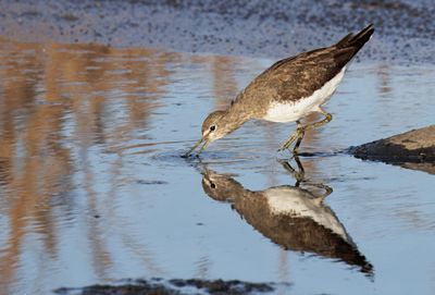 Green Sandpiper ביצנית שחורת כנף