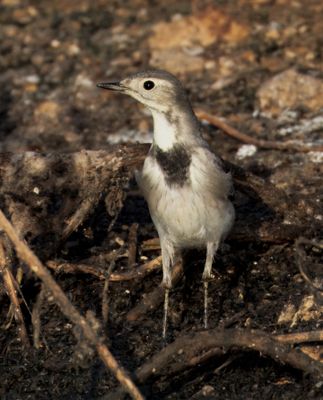 White/Pied Wagtail   נחליאלי לבן