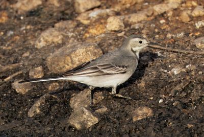 White/Pied Wagtail נחליאלי לבן