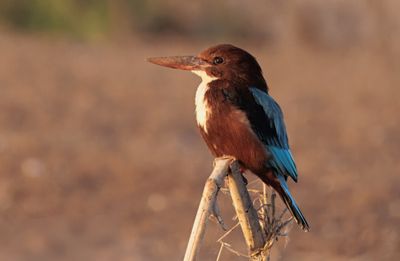 White throated Kingfisher שלדג לבן חזה