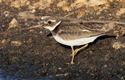 Common Ringed Plover