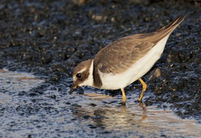 Common Ringed Plover חופמי צווארון