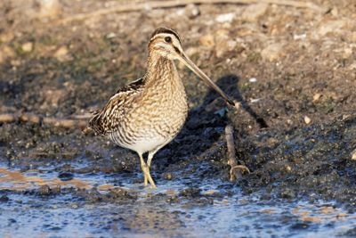Common Snipe חרטומית ביצות