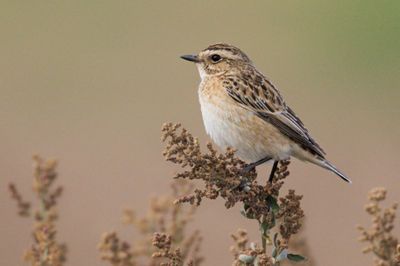Whinchat (Saxicola rubetra)-דוחל חום גרון